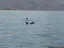 Белые пляжи и советские танки