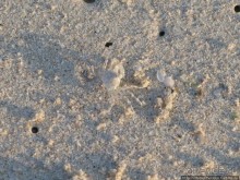 Белые пляжи и советские танки