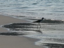 Белые пляжи и советские танки