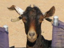 Белые пляжи и советские танки