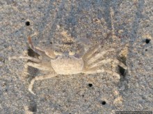 Белые пляжи и советские танки