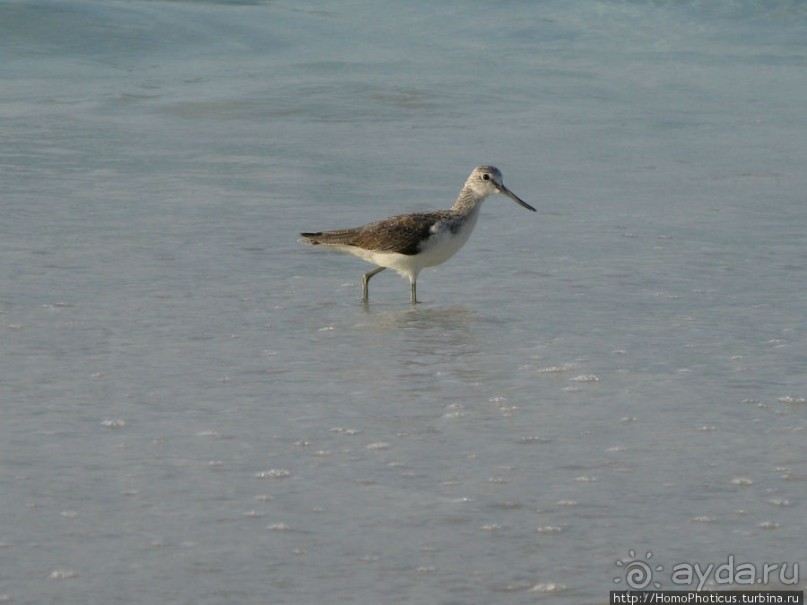 Белые пляжи и советские танки