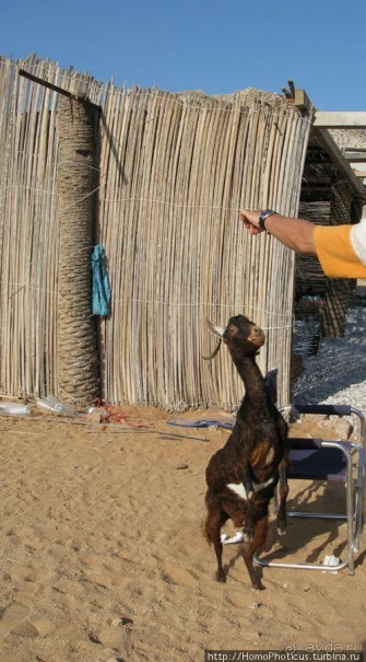 Белые пляжи и советские танки