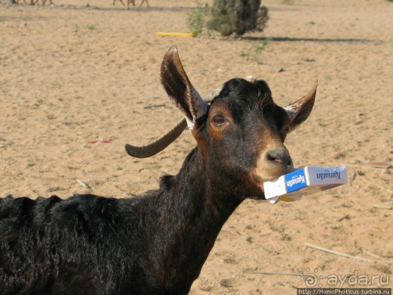 Белые пляжи и советские танки