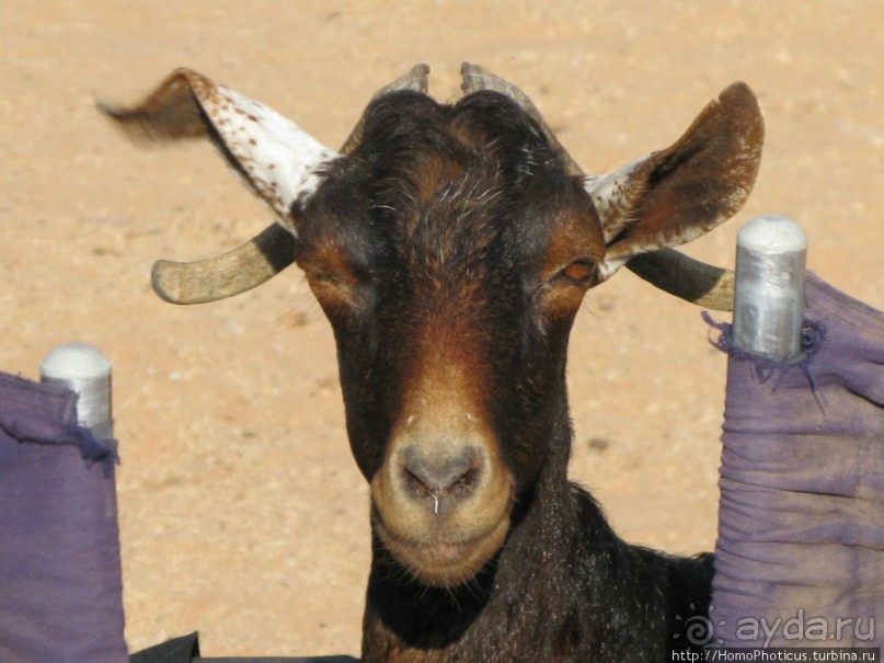 Белые пляжи и советские танки