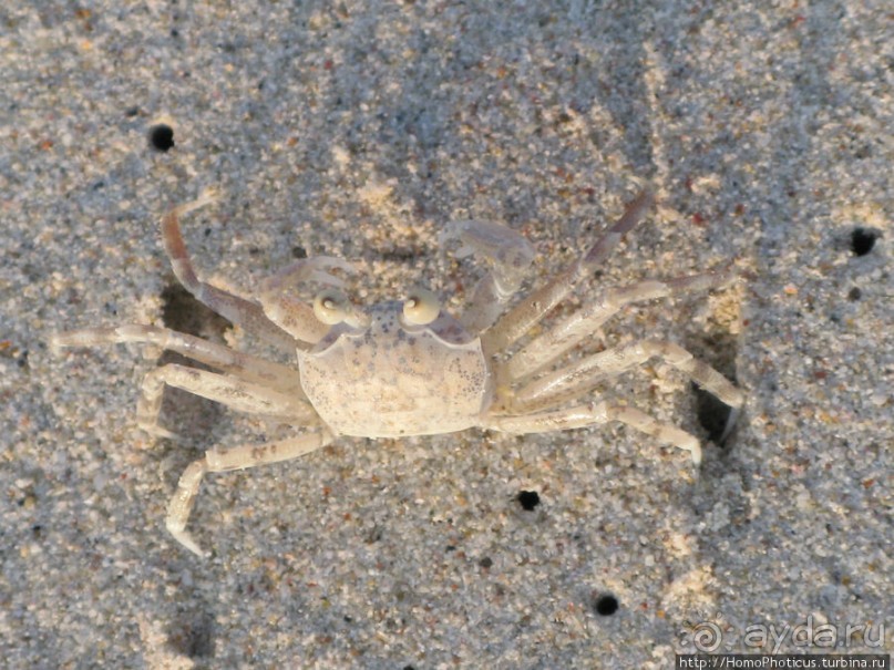 Белые пляжи и советские танки