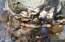 Сокровища Мьянмы. V. Бирюза Индийского океана, золото Янгона