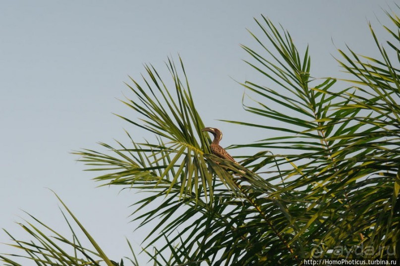 Маленькая столица маленькой страны, или центр поставки рабов