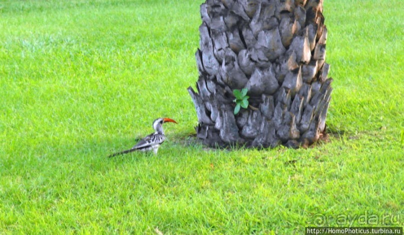 Маленькая столица маленькой страны, или центр поставки рабов