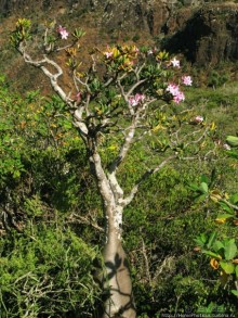 Сокотрийцы: типажи, эндемики, уродцы