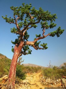 Сокотрийцы: типажи, эндемики, уродцы