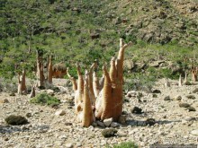 Сокотрийцы: типажи, эндемики, уродцы