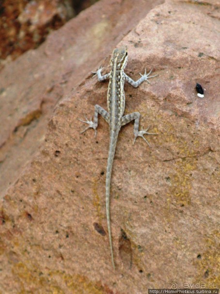 Сокотрийцы: типажи, эндемики, уродцы