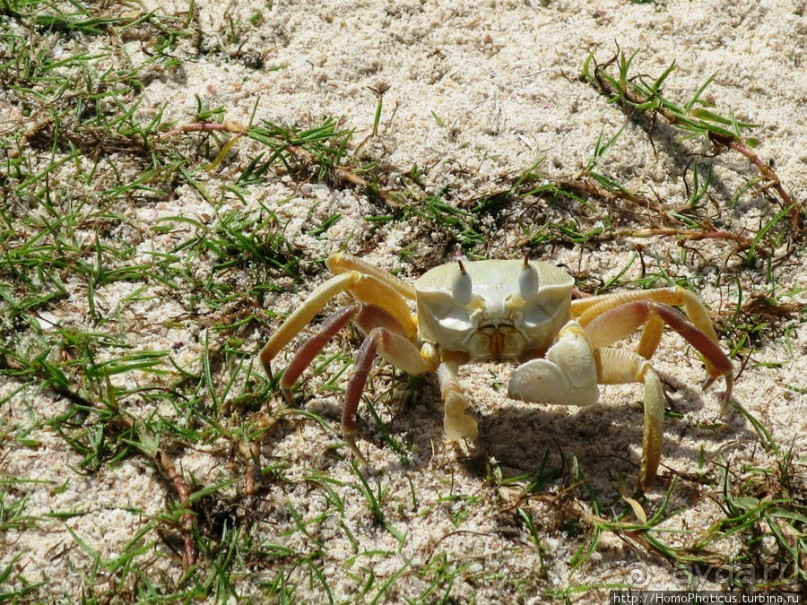 Сокотрийцы: типажи, эндемики, уродцы