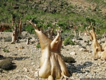 Сокотрийцы: типажи, эндемики, уродцы