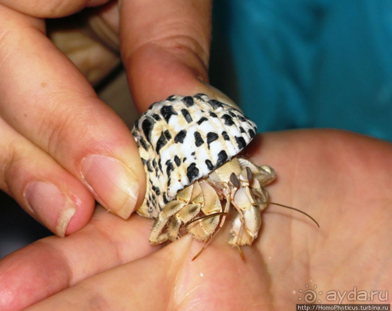 Сокотрийцы: типажи, эндемики, уродцы
