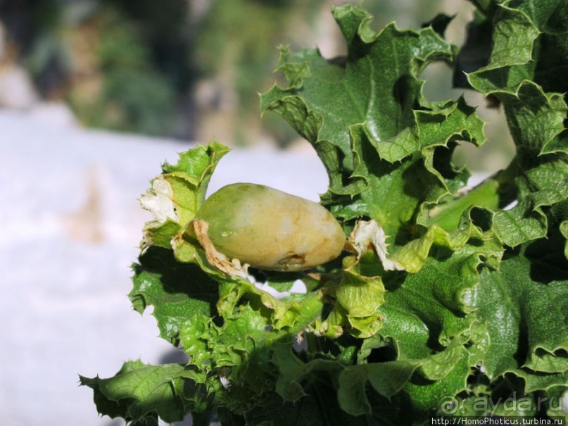 Сокотрийцы: типажи, эндемики, уродцы