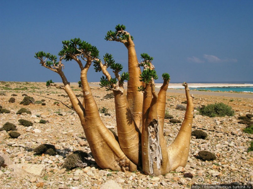 Сокотрийцы: типажи, эндемики, уродцы