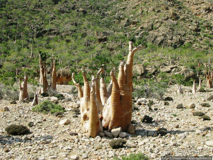 Сокотрийцы: типажи, эндемики, уродцы