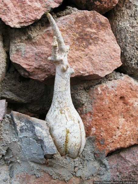 Сокотрийцы: типажи, эндемики, уродцы