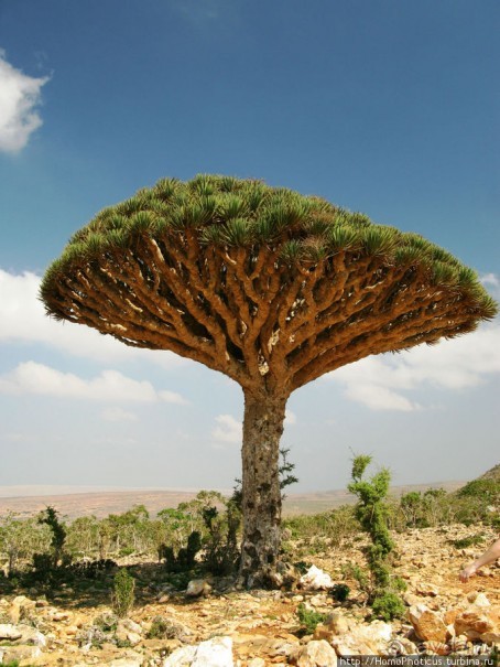 Сокотрийцы: типажи, эндемики, уродцы