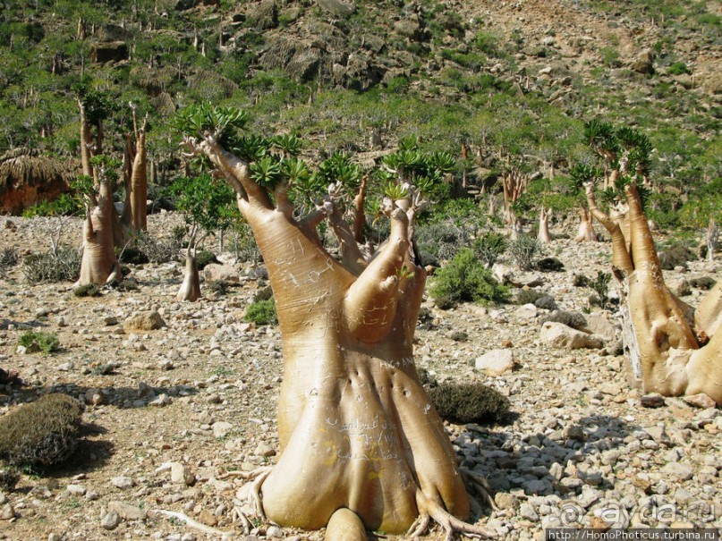 Сокотрийцы: типажи, эндемики, уродцы