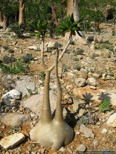 Сокотрийцы: типажи, эндемики, уродцы