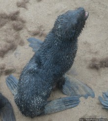 Побережье морских котиков
