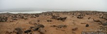 Побережье морских котиков