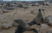 Побережье морских котиков