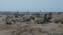 Побережье морских котиков