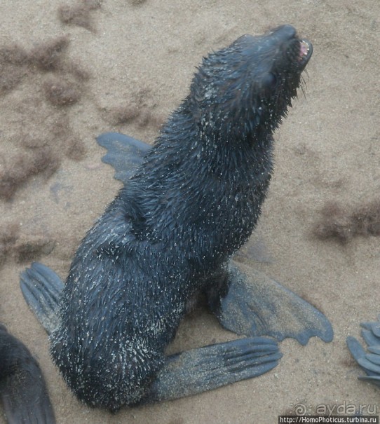 Побережье морских котиков