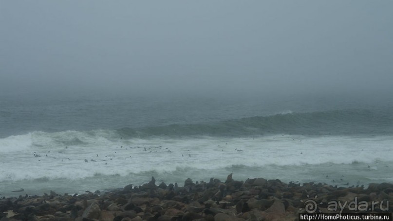 Побережье морских котиков