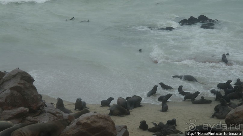 Побережье морских котиков