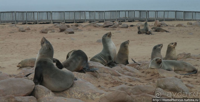 Побережье морских котиков