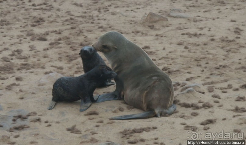 Побережье морских котиков