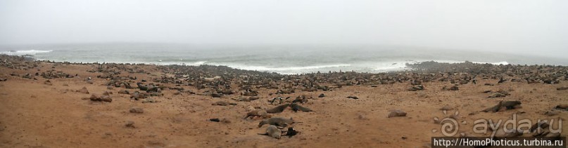Побережье морских котиков