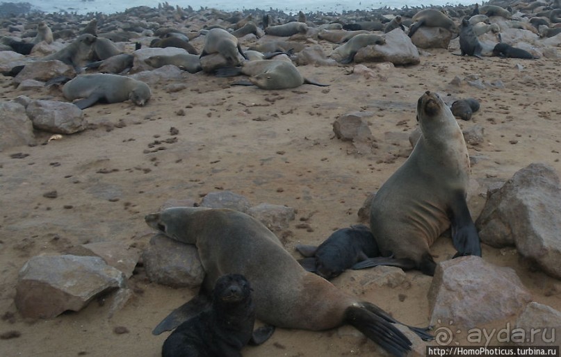 Побережье морских котиков
