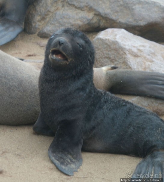 Побережье морских котиков