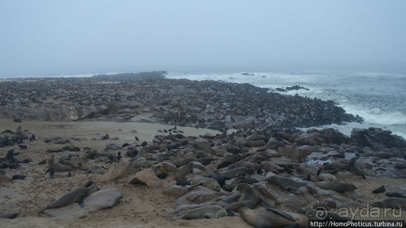 Побережье морских котиков