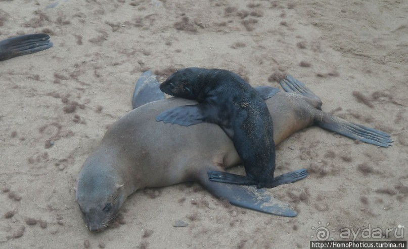 Побережье морских котиков