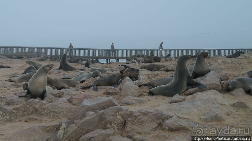 Побережье морских котиков