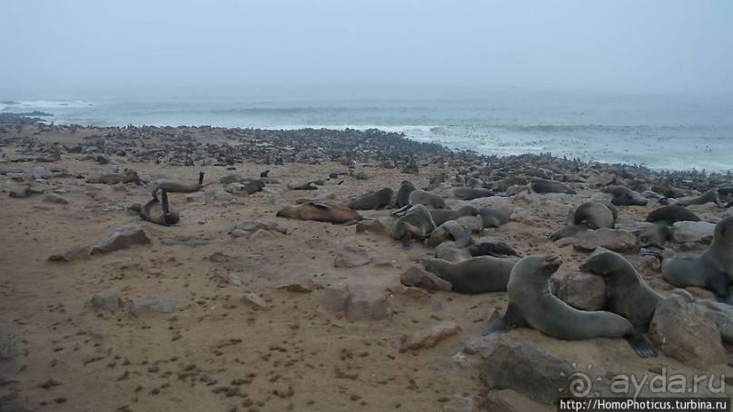 Побережье морских котиков