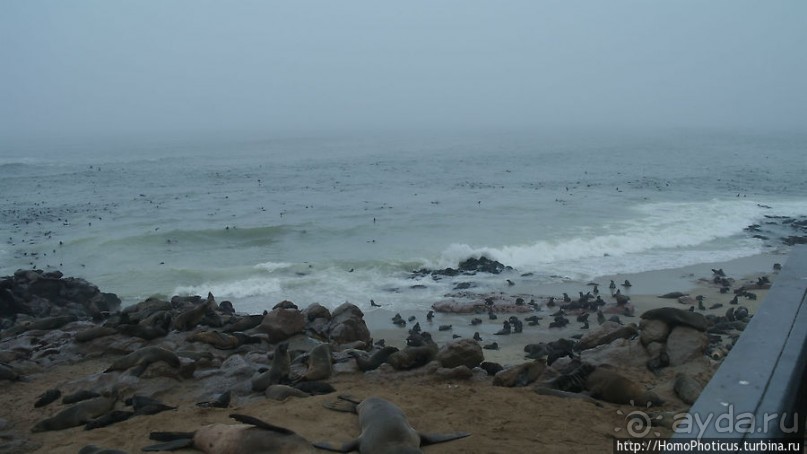 Побережье морских котиков
