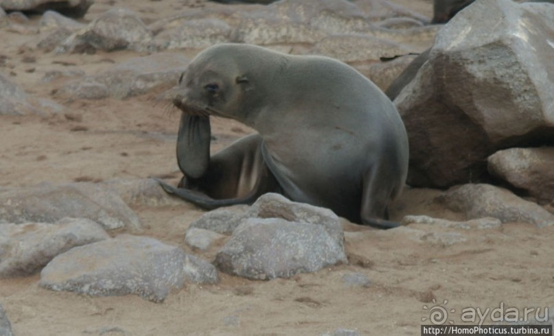 Побережье морских котиков