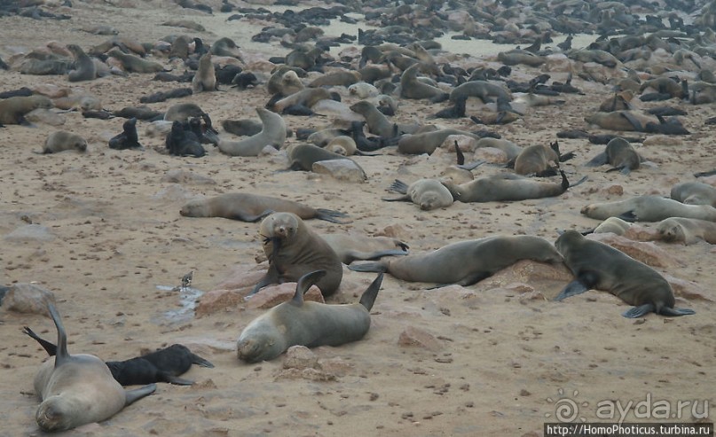 Побережье морских котиков