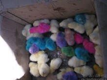 Древние мечети и подарочные цыплята