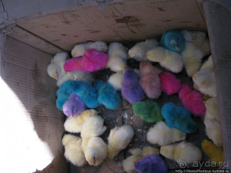 Древние мечети и подарочные цыплята