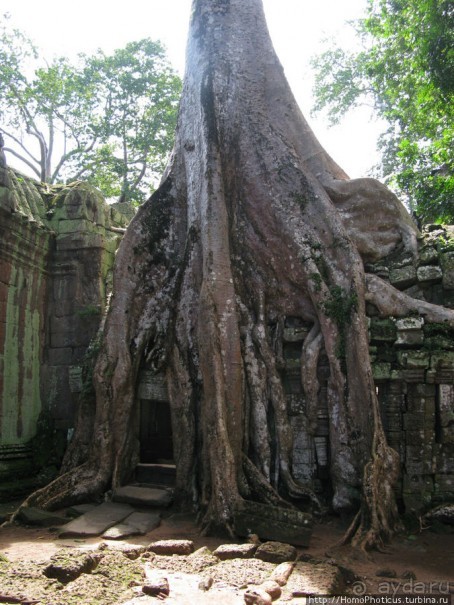 Предок Брахмы