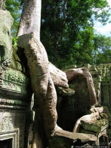 Предок Брахмы